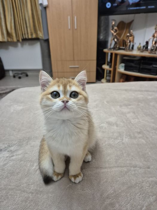 Golden scottish pui