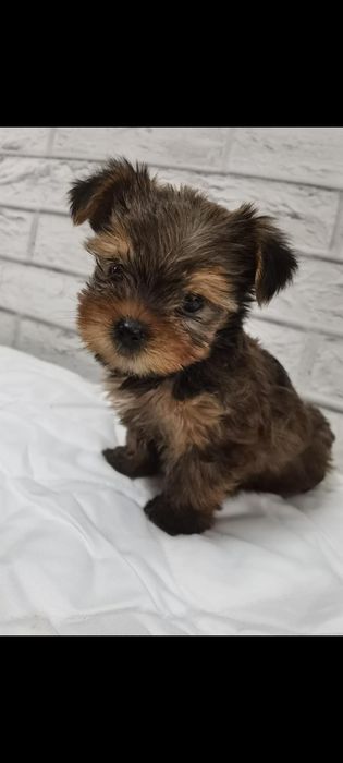 Yorkshire Terrier - baiat