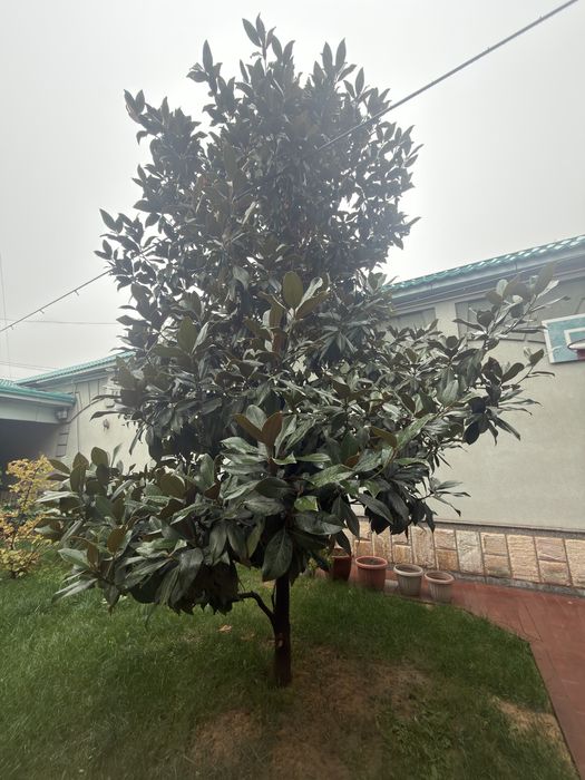 Могнолия для продажи