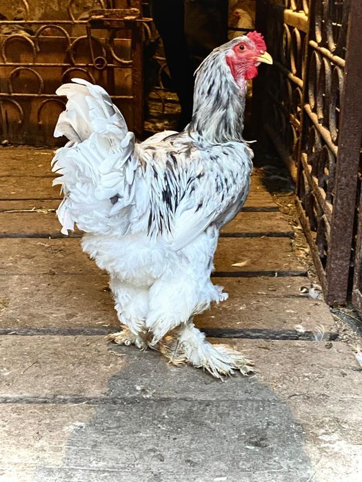 Brahma de vânzare