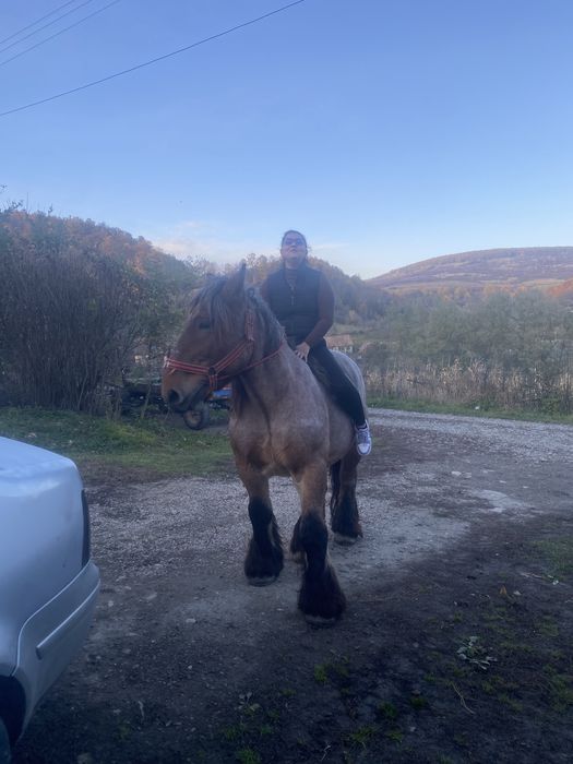 Vand cal castrat de 7 ani