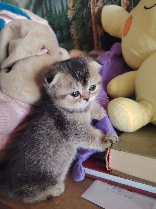 Скотиш фолд девочка текированная