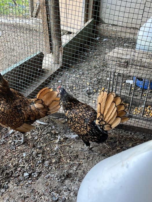 Vand gaini mii de flori si sebright