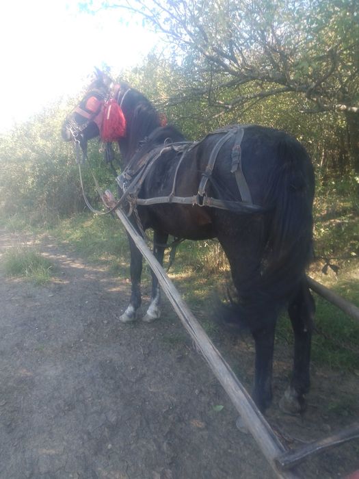 Cal de vânzare   de 8 ani