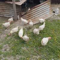 курицы несушки куры петухи