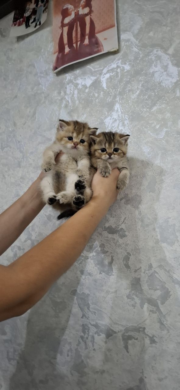 Скотиш страйт золотые девочки