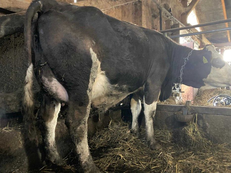 De vanzare 20 de vaci