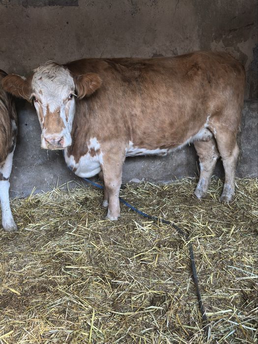 Вынужденный забой