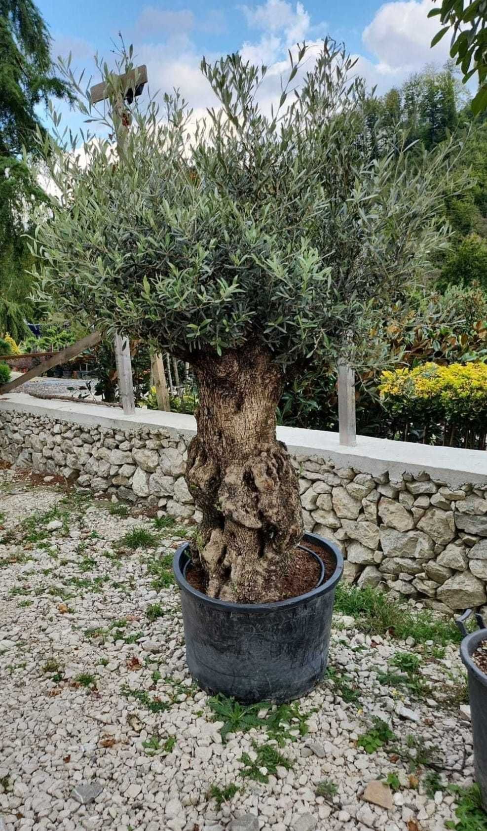 Măslini Bătrâni cu Trunchi Sculptural – Pentru Grădini de Lux!