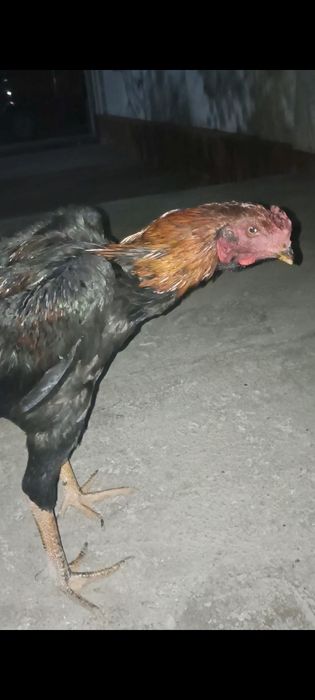 Жужалар сотилади