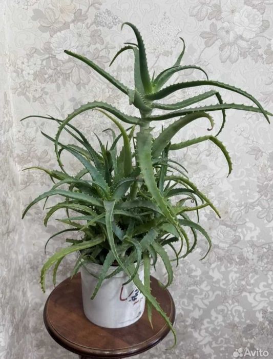 Алоэ лечебный продам