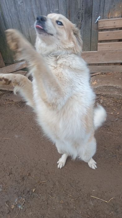 Donez caine,sapte luni!