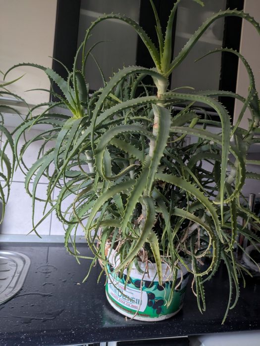 Alone planta medicinala