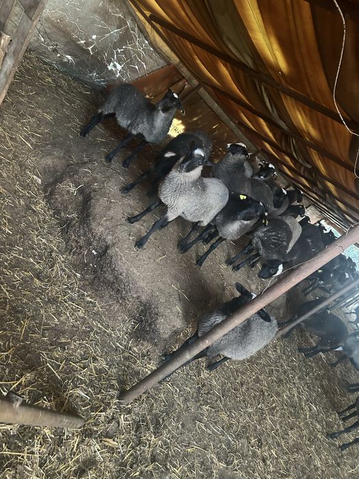 Romanov berbecuti / mielute