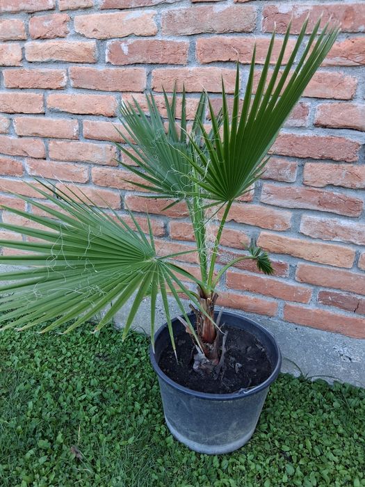 Palmier Washingtonia