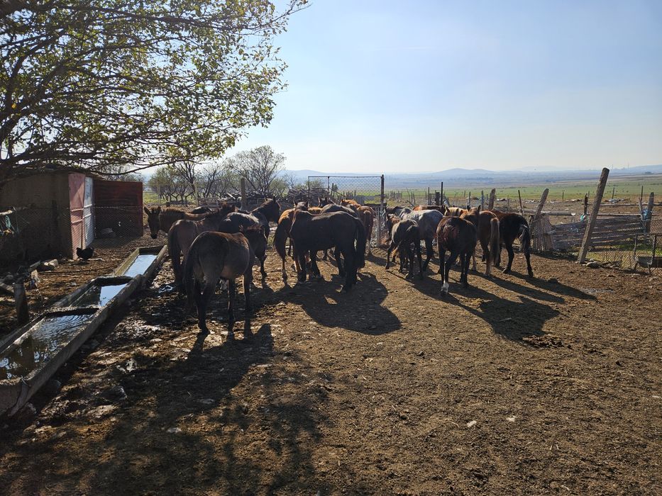 Мулета,катъри,коне