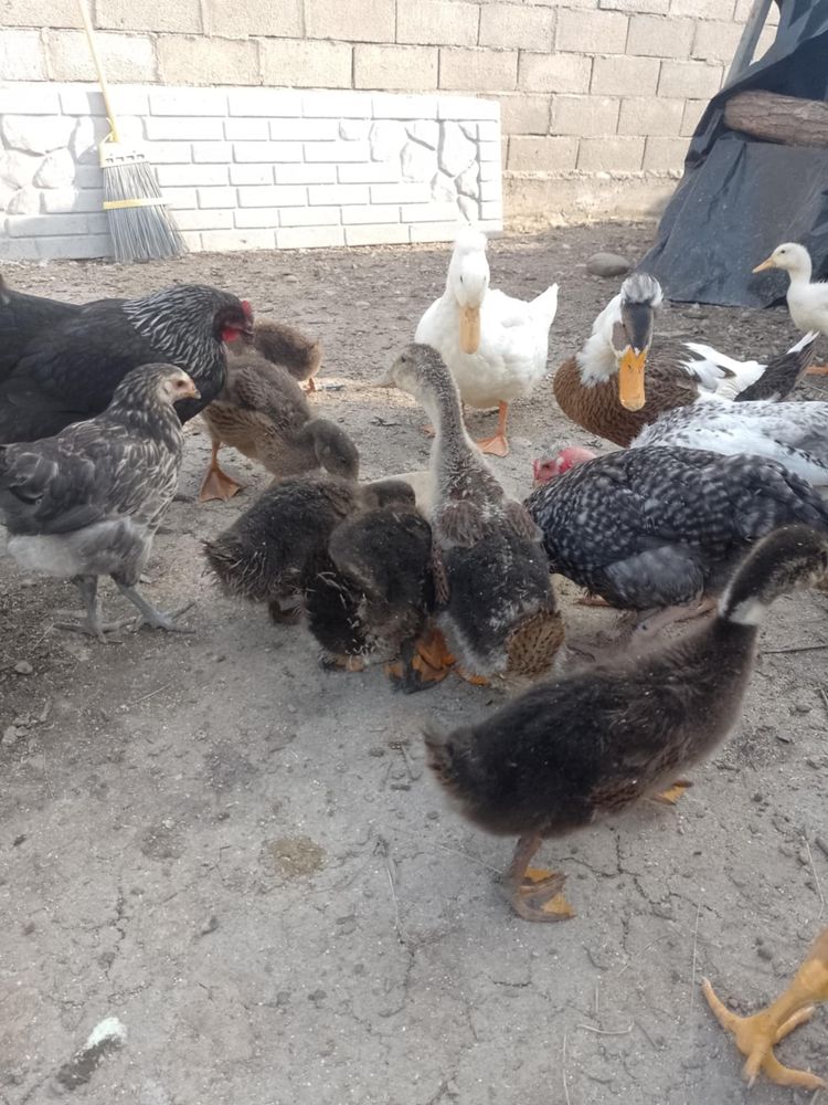 Vand rate romanesti diferite marimi