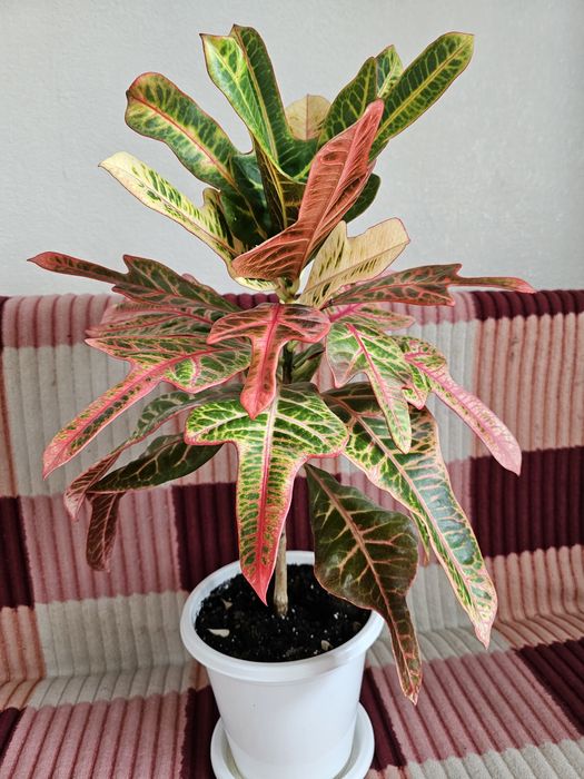 Комнатная растения