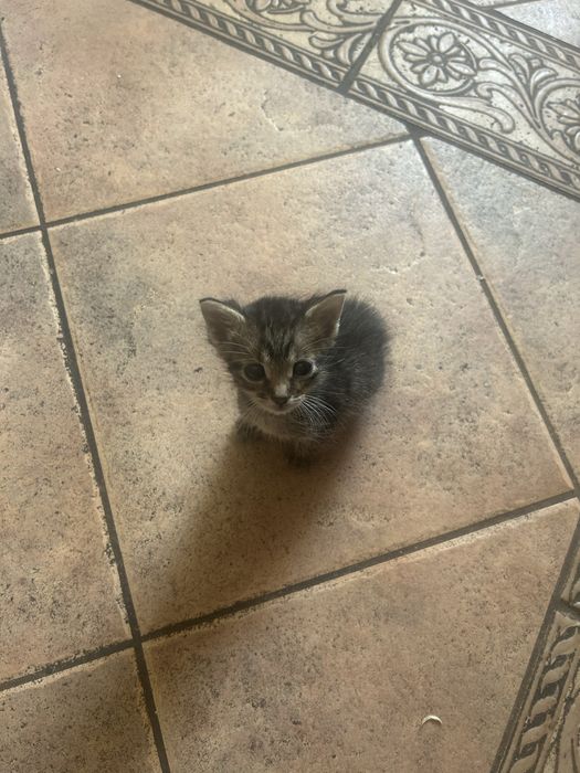 Adoptie 2 pisoi de o luna si 2 sapt