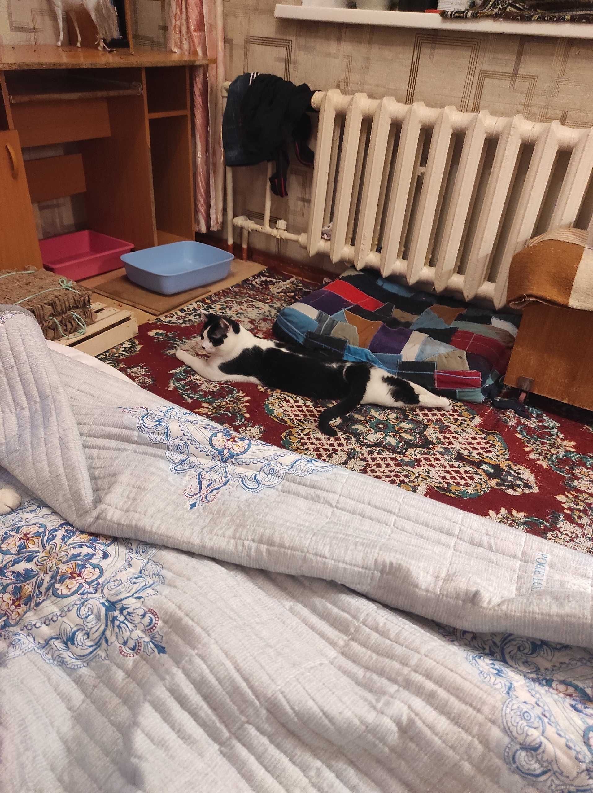 Пропал домашний кот