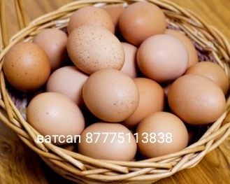 Продаем яйца от черных кур на лечение пишите на Ватсап