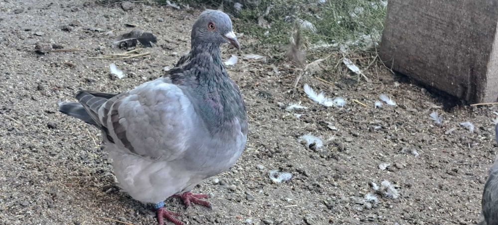 Porumbei texan maturi/pui