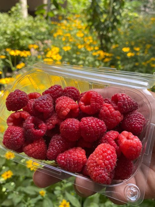 Малина кучатлари  сорт "карамелька"