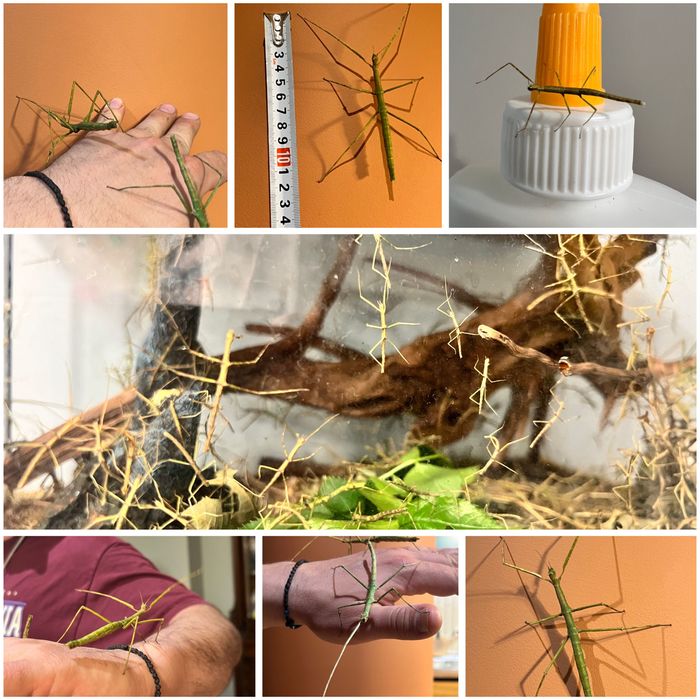 Насекоми пръчица! Анамска пръчица