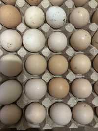 Продам свежие домашние яйца с доставкой