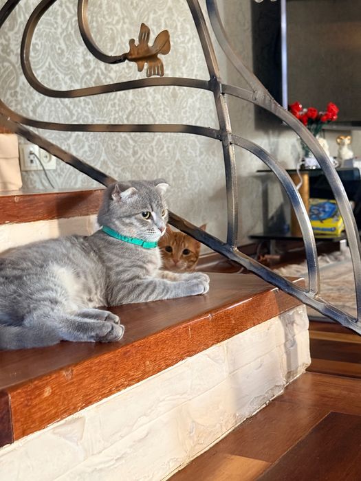 Нашел кошку серая