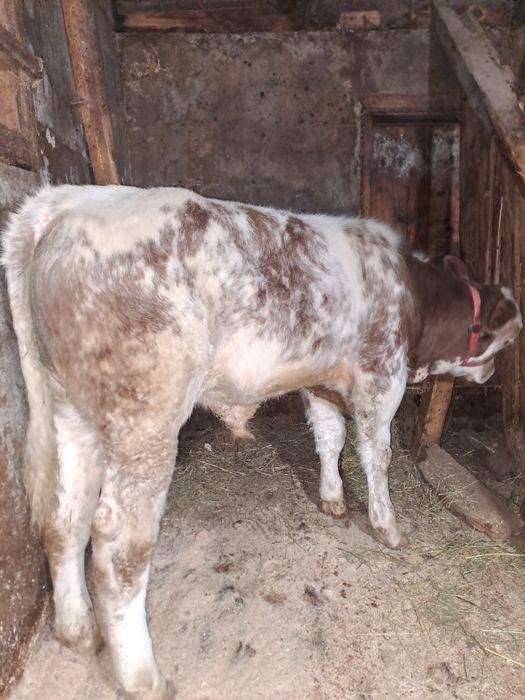 Tăuraș belgian de 4 luni .