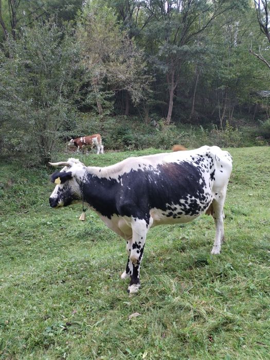 De vânzare.Vaca gestantă