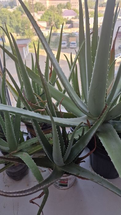 Алоэ лечебное разные