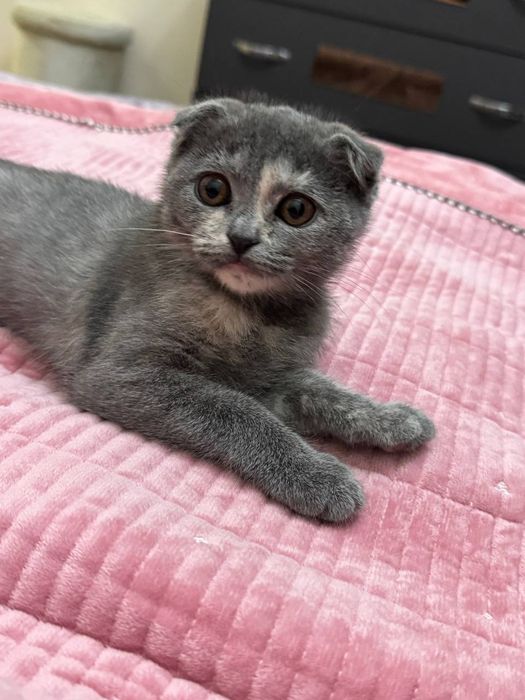 Скотиш фолд 3 месяца