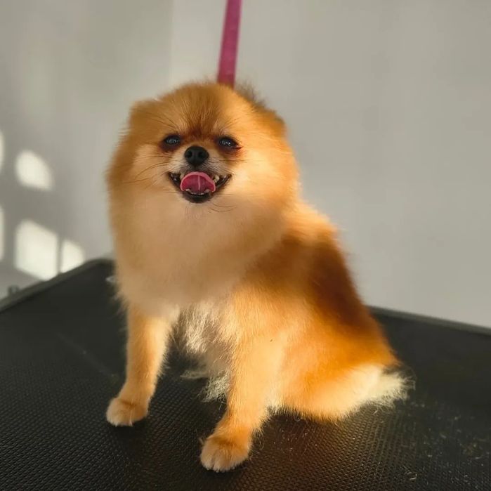 Мини померанчета