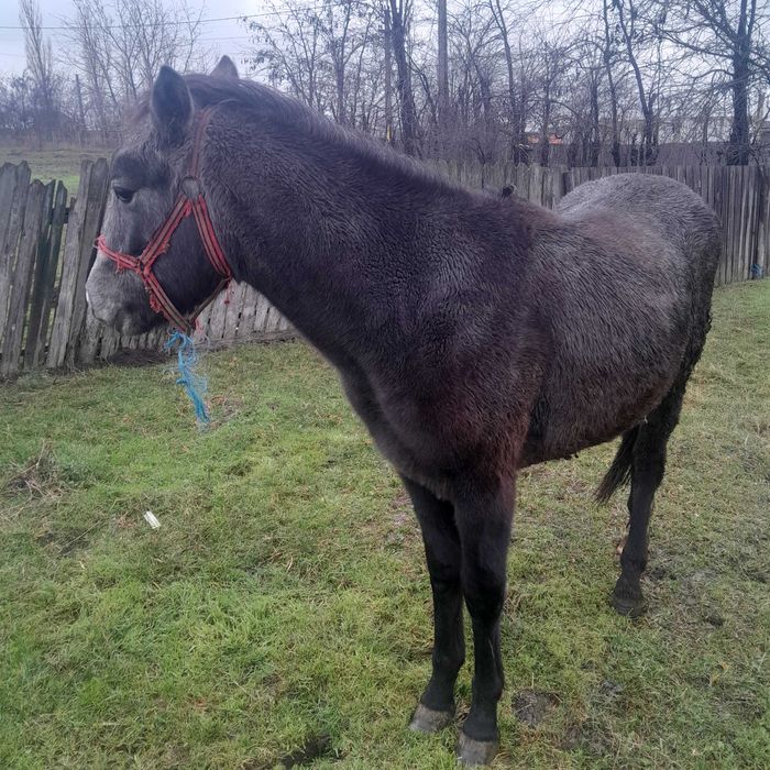 manz mînz sur de 1 an