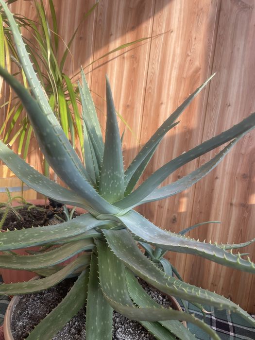 Алоэ вера лечебный