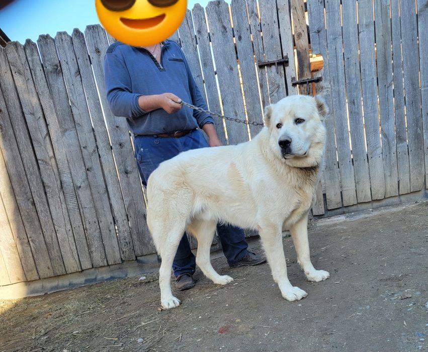 Mascul Ciobanesc de asia centrală