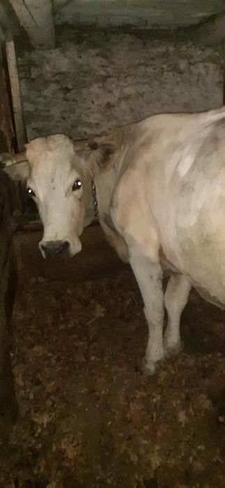 De vânzare vaca cu vitea