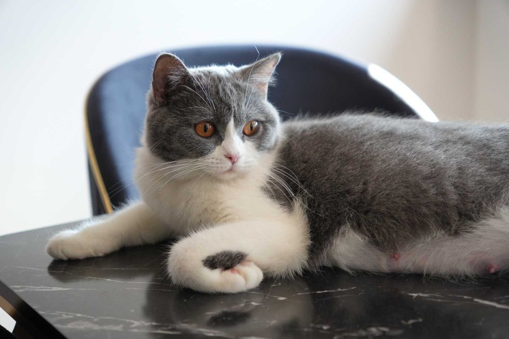 Британска късокосместа