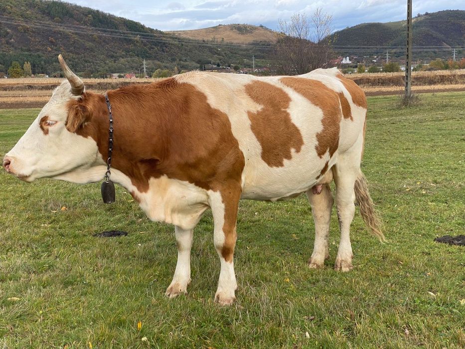 Vacă cu vițea de vînzare