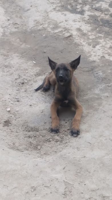 Belgiya avfcharkasi 2 oylik ota onasi toza qon