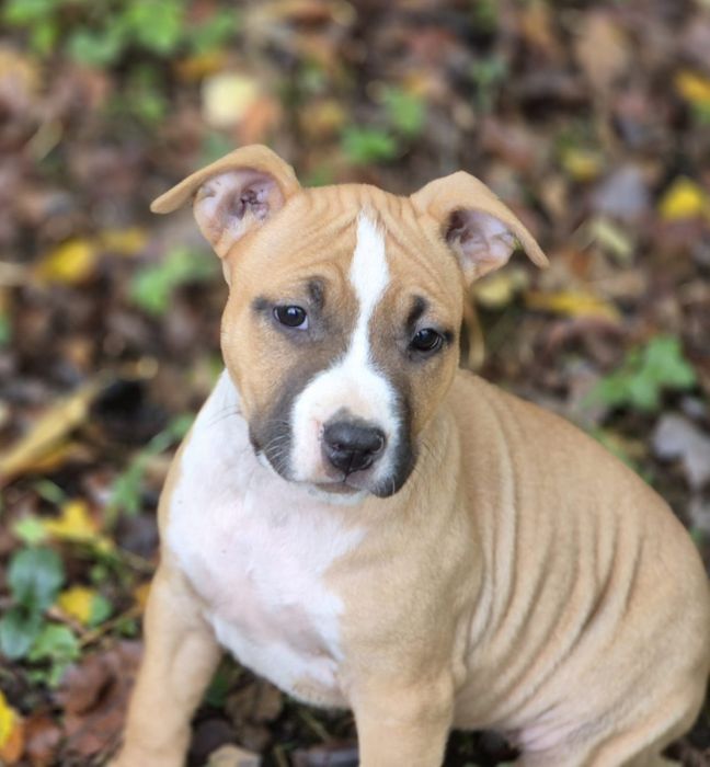 Femela 3 luni american staffordshire terrier cu pedigree