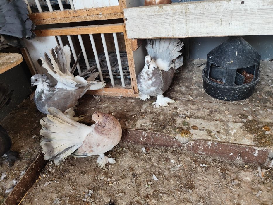 Voltat Indian linia mare