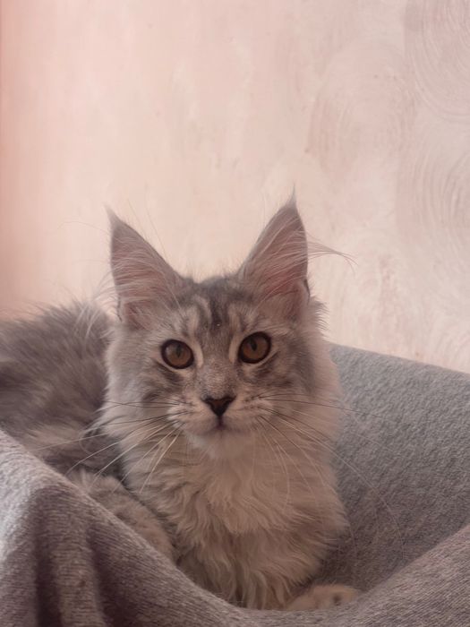 Maine Coon cu părinții campion