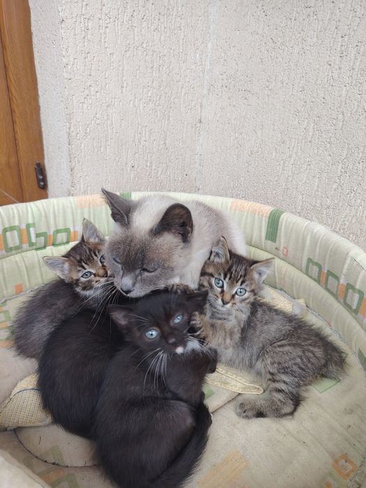 Pisicuți spre adoptie