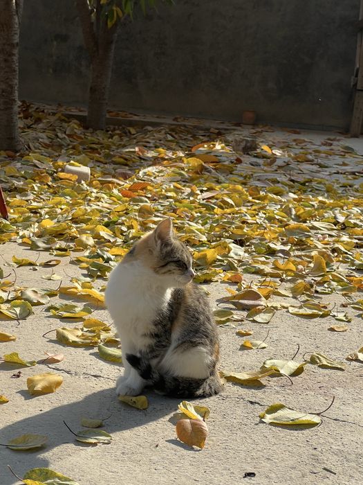 Домашние котята в добрые руки