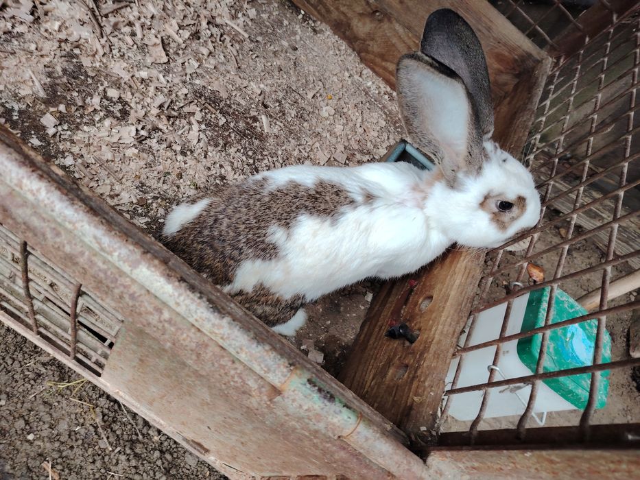 Femelă fluture german