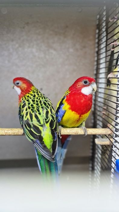 Vând perusi tineri și maturi,nimfe,rozela,cantatori,kakariki.