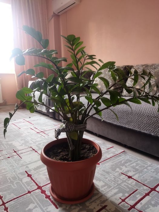 Продается долларовое дерево